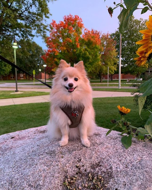 Central Michigan University Campus & dog