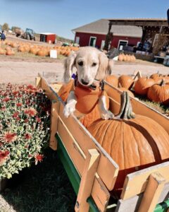 A dog sitting by the pumpkins at Papa's Pumpkin Patch.
