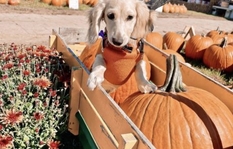 A dog sitting by the pumpkins at Papa's Pumpkin Patch.