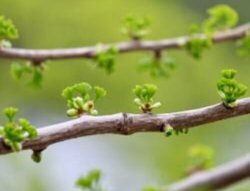 Mt. Pleasant April 2025 Events Guide: Festivals, food, fundraisers & spring fun